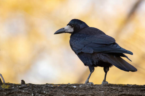 Corbeau freux (Corvus frugilegus) / i Stock photos